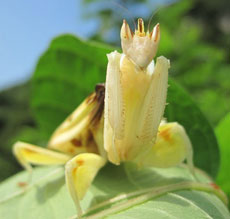 The beautiful orchid mantis