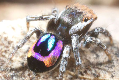 Peacock spider.