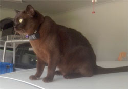 This tracker means this cat can never be lost again