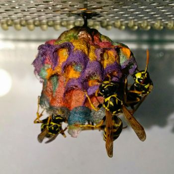 Wasps make a rainbow nest from coloured construction paper