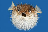 The deadly puffer fish