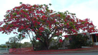 Flowering tree in Mackay