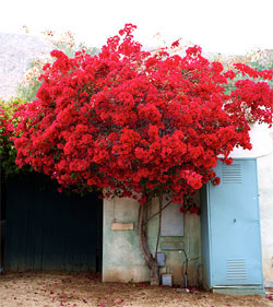 A beautiful red tree