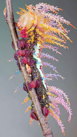 Diana Kupke loves the saturniidae moth caterperpillar  