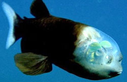 The Pacific Barreleye fish which has a transparent head
