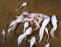 The snailfish live under pressure