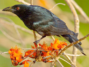 The spangled drongo which visits Diana Kupke in Mackay