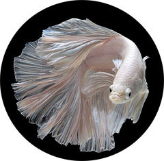 Siamese fighting fish