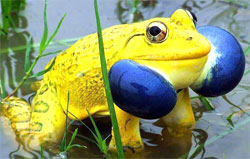 Very pretty Indian Bullfrog