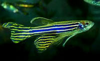 The zebra fish can rejuvenate its spine